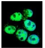 AP53410PU-N - Cyclophilin C