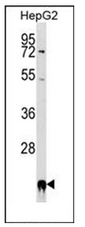 AP53411PU-N - Cyclophilin F