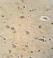 AP53427PU-N - PQLC1