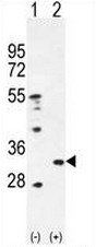 AP53439PU-N - Peroxiredoxin-4 / PRDX4