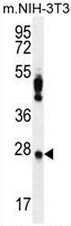 AP53439PU-N - Peroxiredoxin-4 / PRDX4