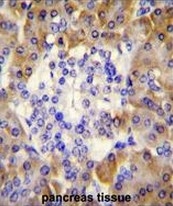 AP53439PU-N - Peroxiredoxin-4 / PRDX4