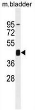 AP53443PU-N - AMPK gamma-1 chain / AMPKg