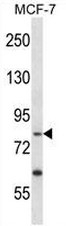 AP53445PU-N - Death-associated protein 4