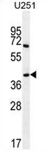 AP53458PU-N - Proline-rich protein 16 / PRR16
