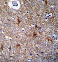 AP53458PU-N - Proline-rich protein 16 / PRR16