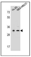 AP53469PU-N - Trypsin-3 / PRSS3