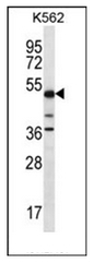 AP53492PU-N - PSTPIP1 / CD2BP1
