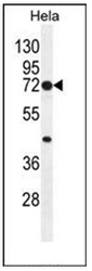 AP53500PU-N - Cyclooxygenase 2