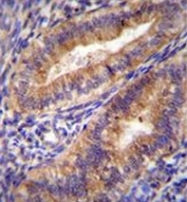 AP53500PU-N - Cyclooxygenase 2