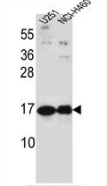 AP53507PU-N - Pleiotrophin / PTN