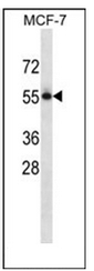 AP53524PU-N - CD113 / Nectin 3