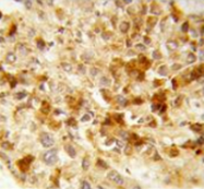 AP53526PU-N - Peroxin 2 / PEX2 / RNF72
