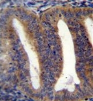 AP53619PU-N - RBPMS2