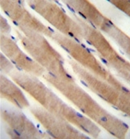 AP53656PU-N - RHEB