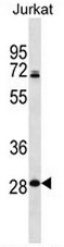 AP53706PU-N - RPL11
