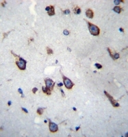 AP53918PU-N - SIM1