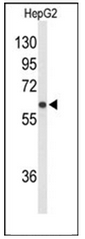 AP53929PU-N - SLCO1B1 / OATP2