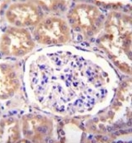 AP53931PU-N - SLCO4C1 / OATP4C1