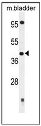AP53933PU-N - SLFNL1