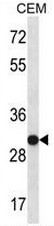 AP53964PU-N - U1 snRNP protein A