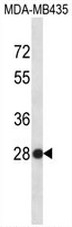 AP53965PU-N - U2 snRNP protein B2
