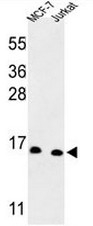 AP53966PU-N - snRNP-D3 / Sm-D3