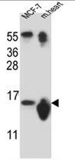 AP53967PU-N - snRNP-D3 / Sm-D3