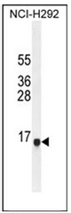 AP53998PU-N - Sperm antigen HE2