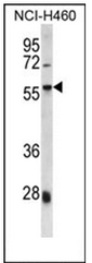 AP53999PU-N - SPAG8 / SMP1