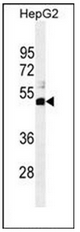 AP54009PU-N - SPDYE1