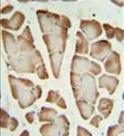 AP54089PU-N - Syntaxin 1A / STX1A