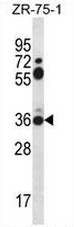 AP54090PU-N - Syntaxin 2 / STX2