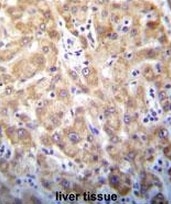 AP54090PU-N - Syntaxin 2 / STX2
