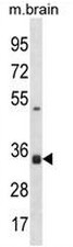 AP54090PU-N - Syntaxin 2 / STX2