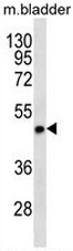 AP54092PU-N - Syntaxin 5 / STX5