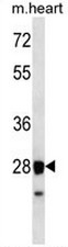 AP54094PU-N - Syntaxin 8 / STX8