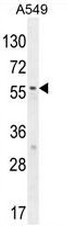 AP54123PU-N - Syncoilin
