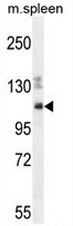 AP54124PU-N - Nesprin-3