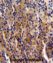 AP54124PU-N - Nesprin-3