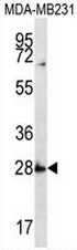 AP54127PU-N - SYPL1 / Pantophysin