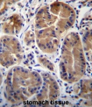 AP54127PU-N - SYPL1 / Pantophysin