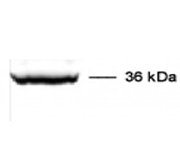 AP54829PU-N - CPL-1