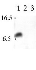 AP54838PU-N - VAMP-3 / Synaptobrevin-3