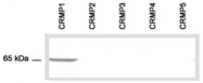 AP54857SU-N - CRMP1 / DPYSL1