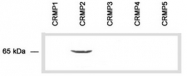 AP54858SU-N - DPYSL2 / CRMP2