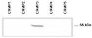 AP54859SU-N - DPYSL4 / CRMP3