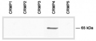 AP54860PU-N - DPYSL3 / CRMP4