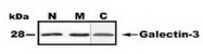AP54961PU-N - Galectin-3