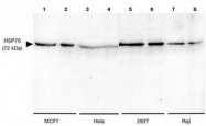 AP54990SU-N - Heat shock protein 70 / HSP70
